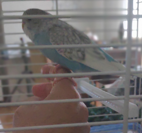 Muhabbet Kuşundan Anlayanlar Bakabilir mi?