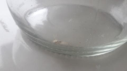 Bu örümceğin türü nedir? zehirli mi?