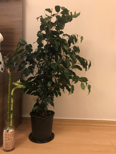 Benjamin Çiçeği (Ficus Benjamin) 90-100cm 54.99