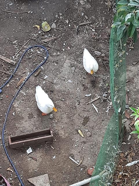 (İzmir) - Bahçede 2 adet sahipsiz ördek var, sahiplendirmek istiyorum.