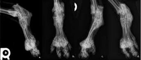 Kedilerde Osteokondrodisplazi hastalığı Nedir?
