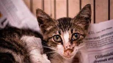 Kedi bakımı ve kedi hastalıklarına müdehale Lütfen kedi bakan herkes okusun.
