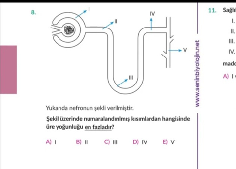 üre yoğunluğu en fazla nerde?