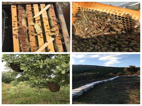 MUĞLAK 💚 Muğla Çam Balı, Aydın Zeytinyağı ve Arı Ürünleri