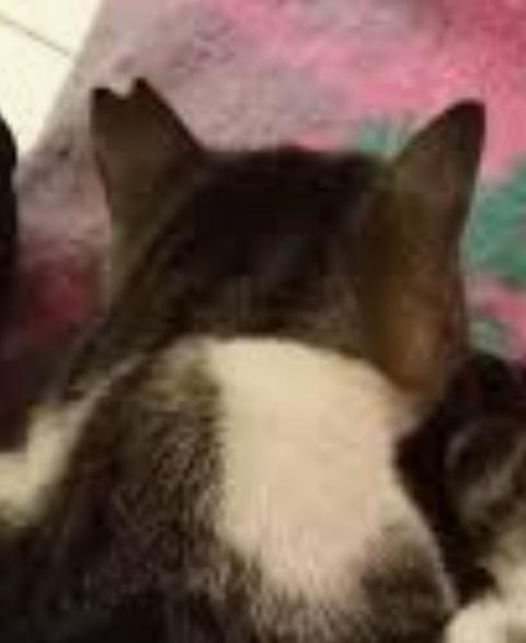 kanser ve kalp krizi.