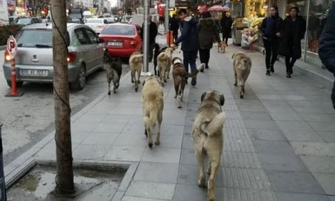 ♦ Türkiye'nin en önemli sorunu "Sokak Köpekleri"