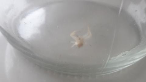 Bu örümceğin türü nedir? zehirli mi?