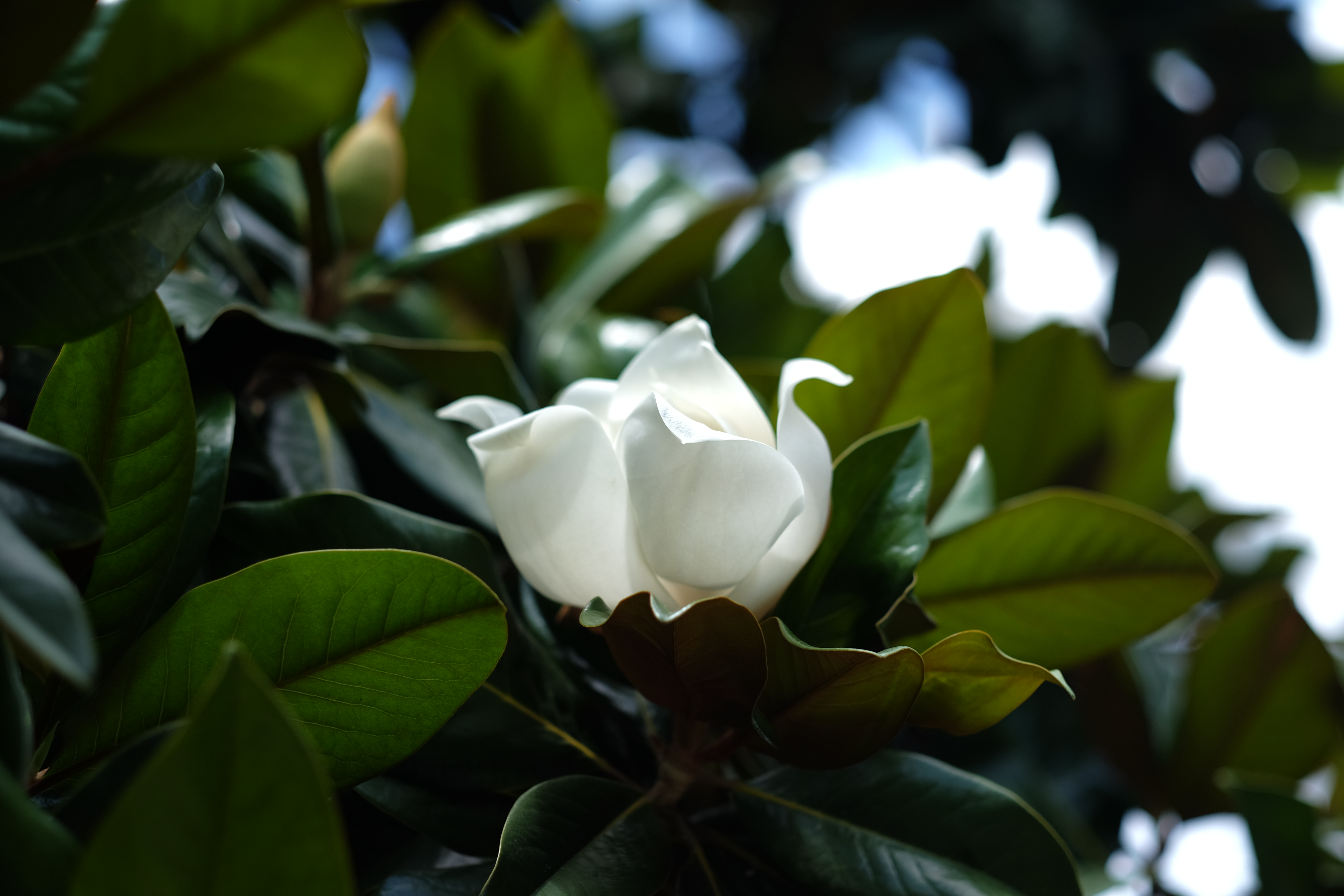 Fujifilm X-T1 Fotoğraf Makinesi