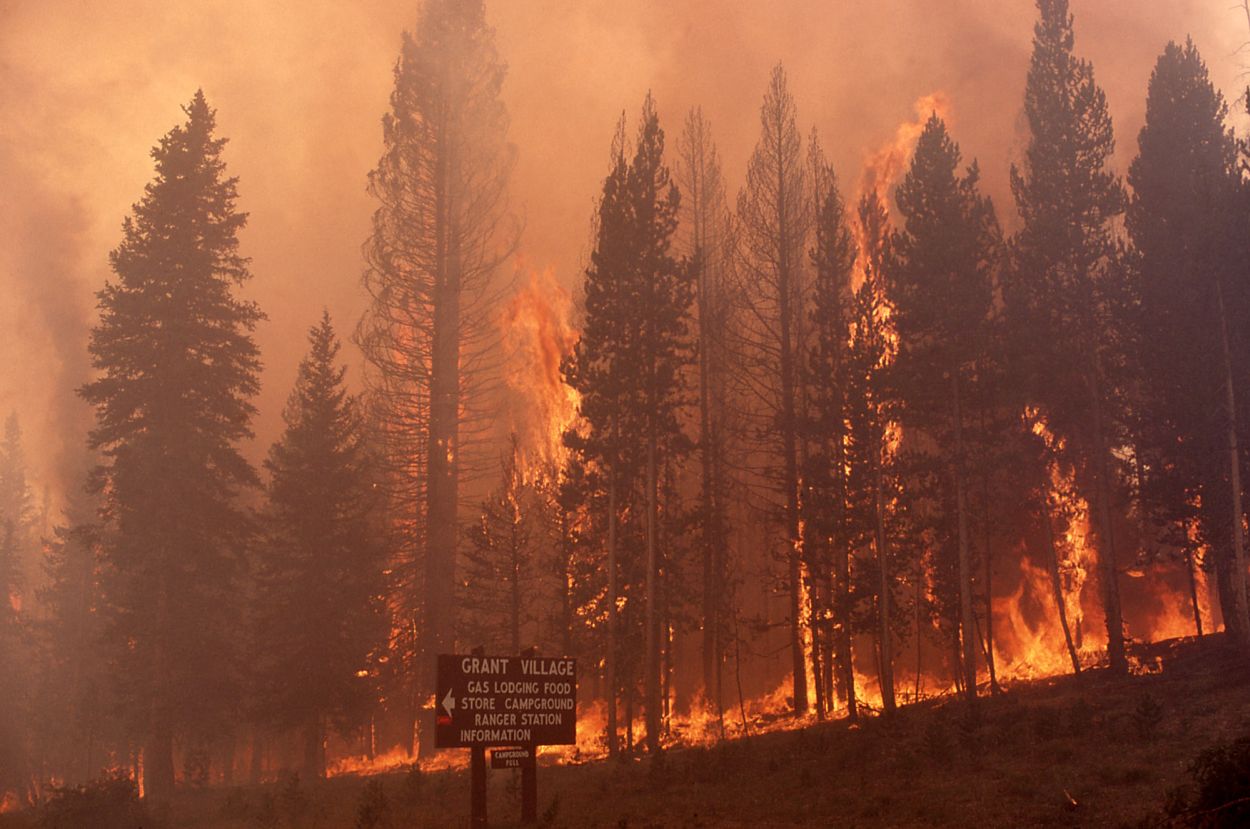 Dev yangından yıllar sonra Yellowstone Parkı