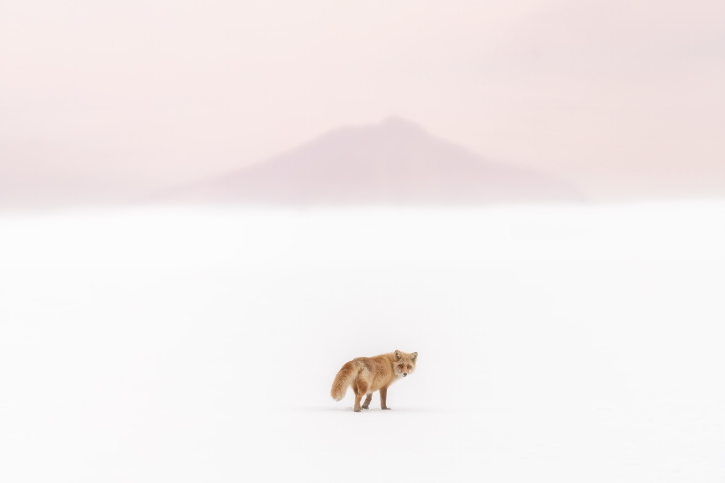 Sony World Photography Awards 2021 