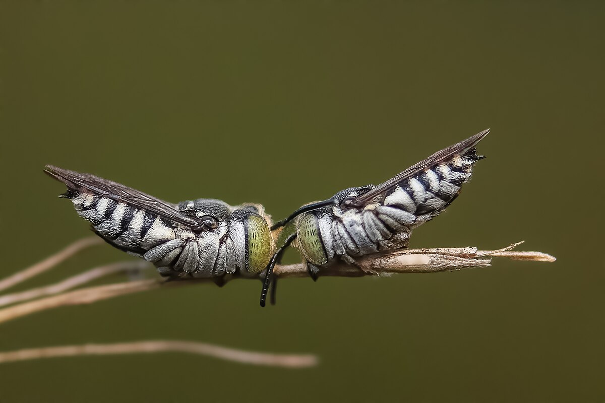 Wikipedia fotoğraf yarışmasına Burdur damgası
