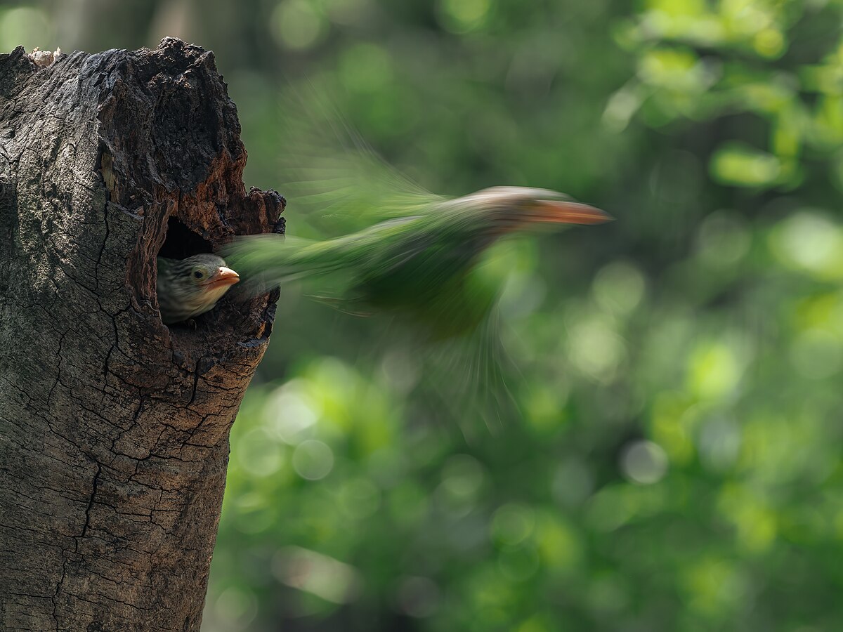 Wikipedia fotoğraf yarışmasına Burdur damgası