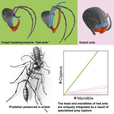 99 milyon yıllık fosil karıncaların evrimine ışık tutabilir